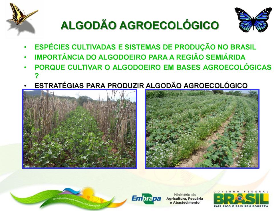 REGIÃO SEMIÁRIDA PORQUE CULTIVAR O ALGODOEIRO EM BASES