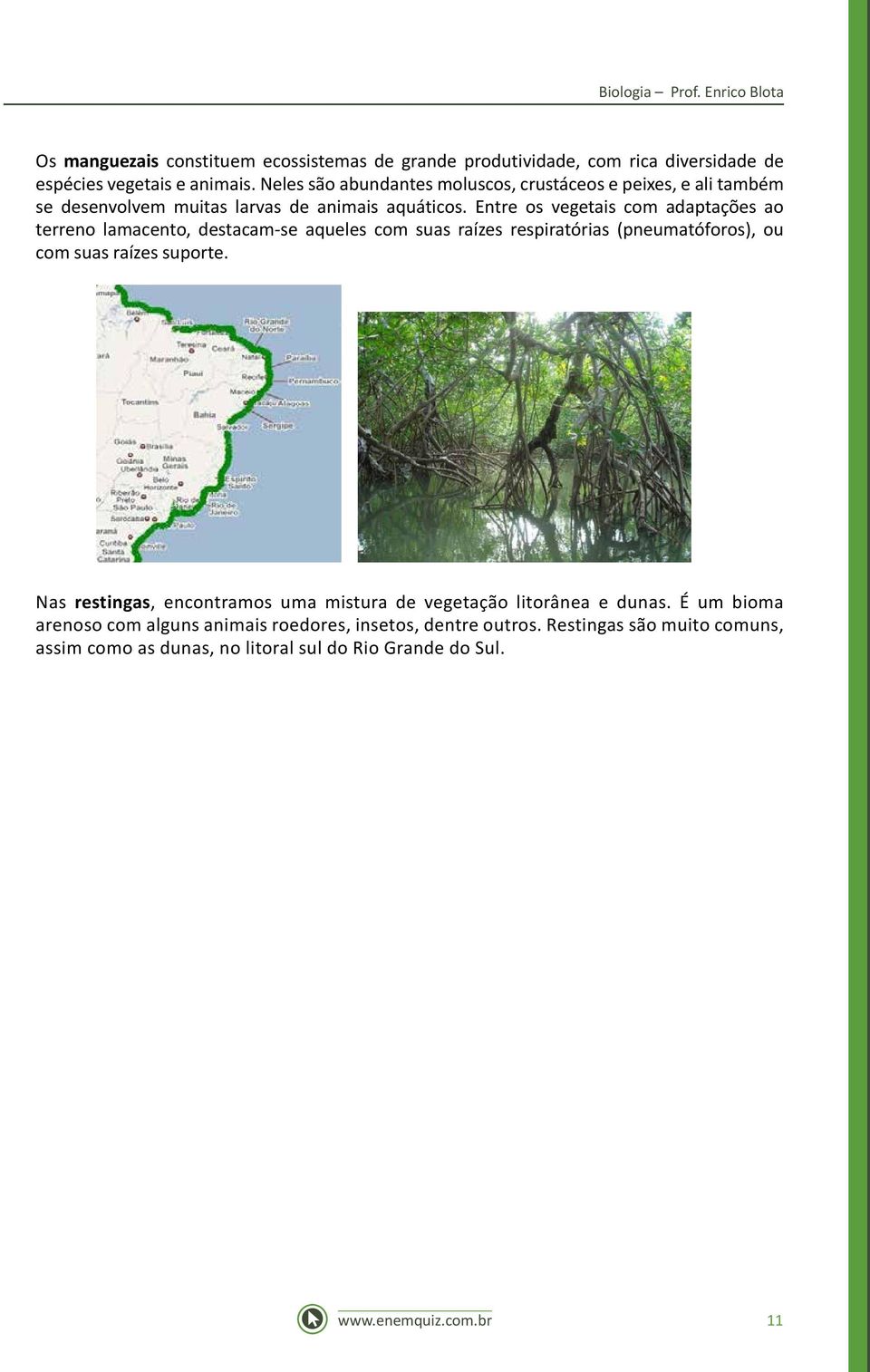 Entre os vegetais com adaptações ao terreno lamacento, destacam-se aqueles com suas raízes respiratórias (pneumatóforos), ou com suas raízes suporte.