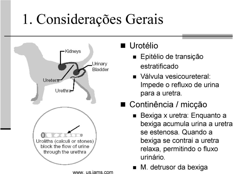 refluxo de urina para a uretra.