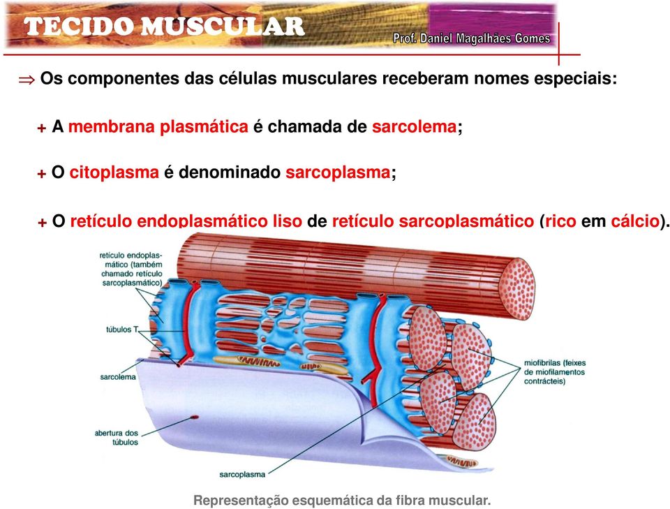 denominado sarcoplasma; + O retículo endoplasmático liso de retículo