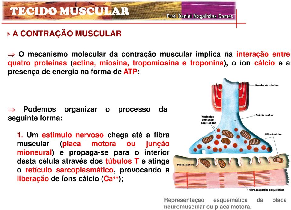 Um estímulo nervoso chega até a fibra muscular (placa motora ou junção mioneural) e propaga-se para o interior desta célula através dos