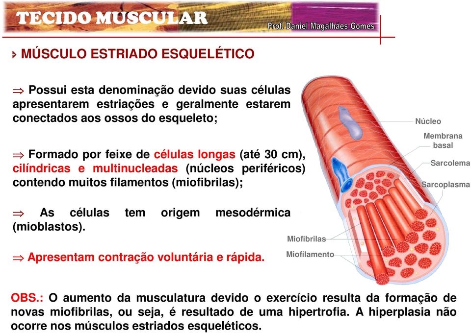 Sarcolema Sarcoplasma As células tem origem mesodérmica (mioblastos). Apresentam contração voluntária e rápida. Miofibrilas Miofilamento OBS.