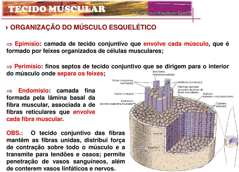 da fibra muscular, associada a de fibras reticulares que envolve cada fibra muscular. OBS.