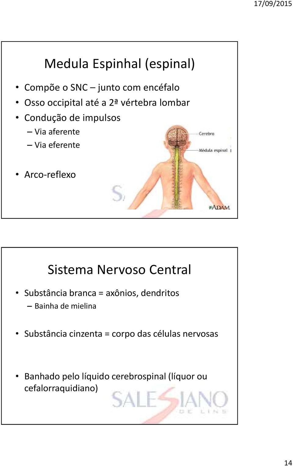 Nervoso Central Substância branca = axônios, dendritos Bainha de mielina Substância