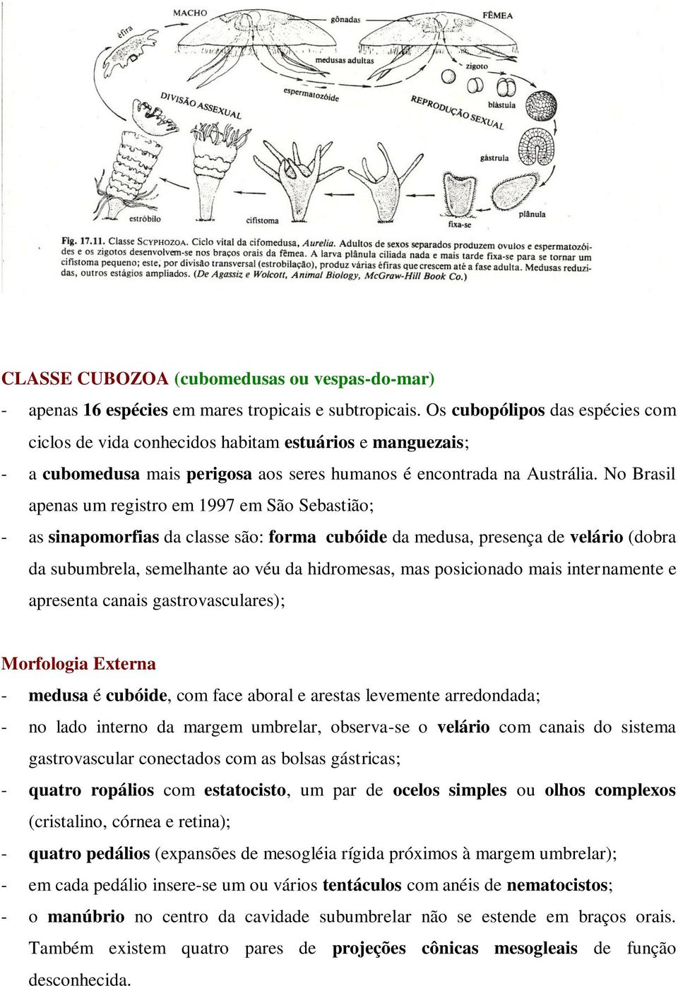 No Brasil apenas um registro em 1997 em São Sebastião; - as sinapomorfias da classe são: forma cubóide da medusa, presença de velário (dobra da subumbrela, semelhante ao véu da hidromesas, mas