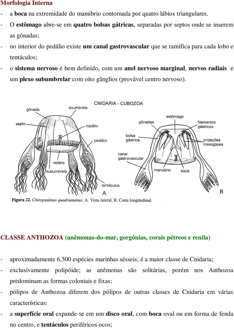 o sistema nervoso é bem definido, com um anel nervoso marginal, nervos radiais e um plexo subumbrelar com oito gânglios (provável centro nervoso).