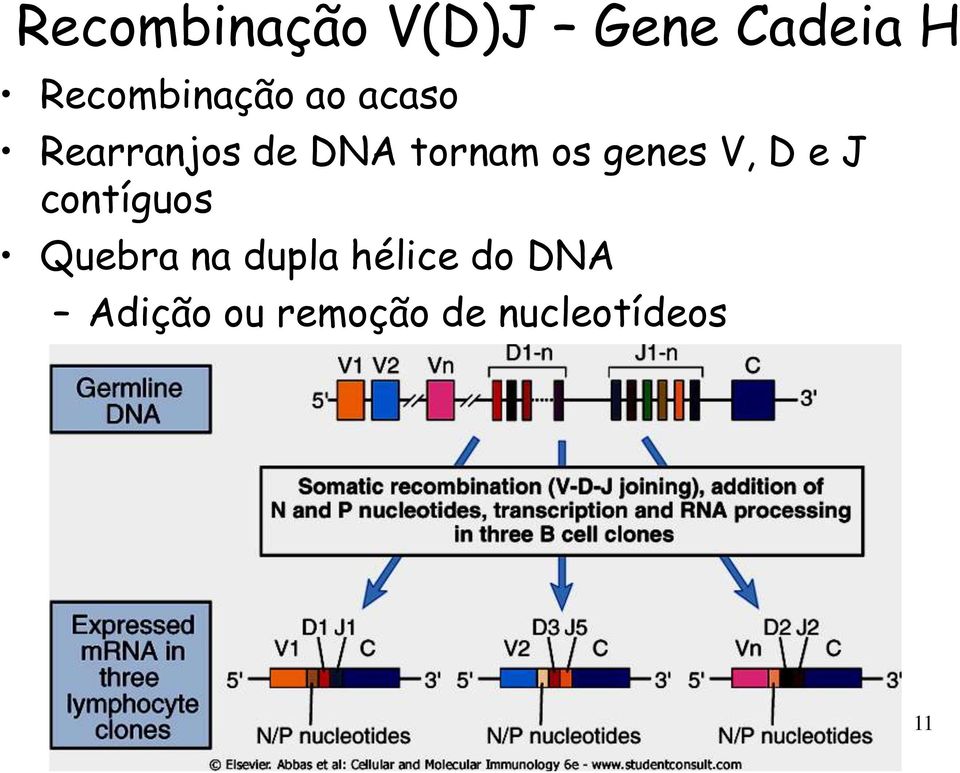 tornam os genes V, D e J contíguos Quebra