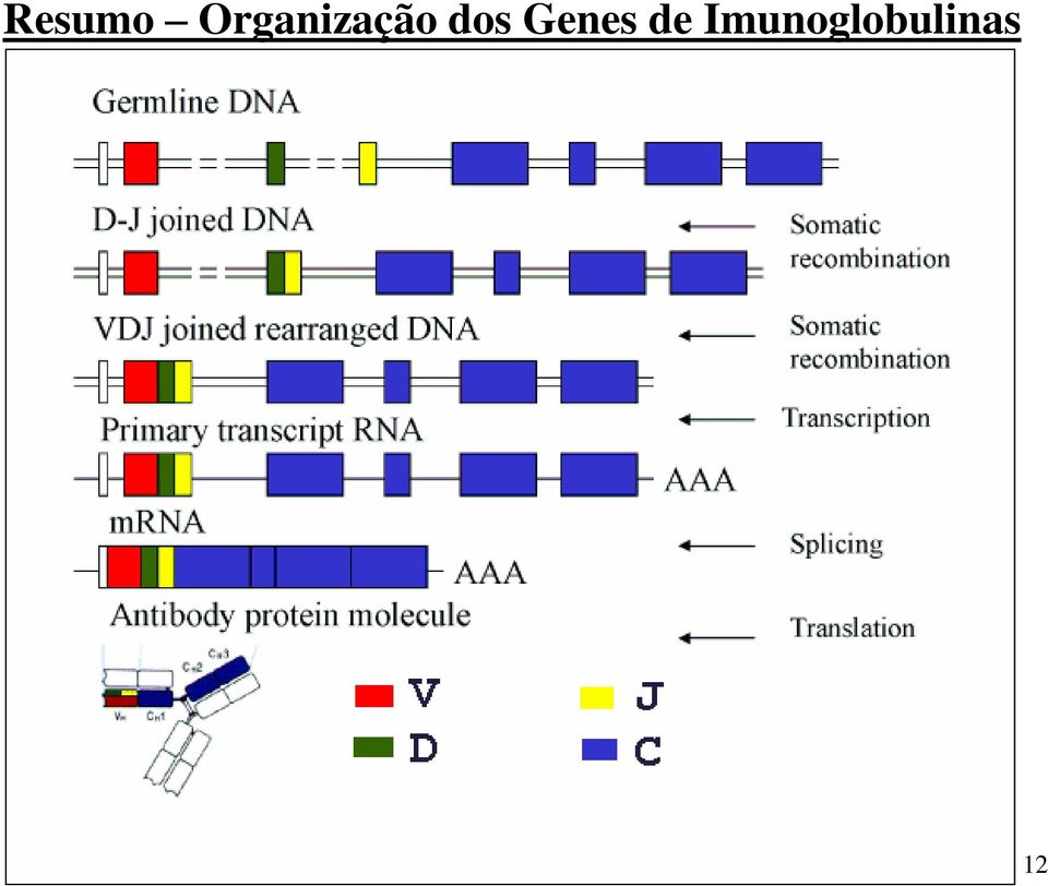 dos Genes de