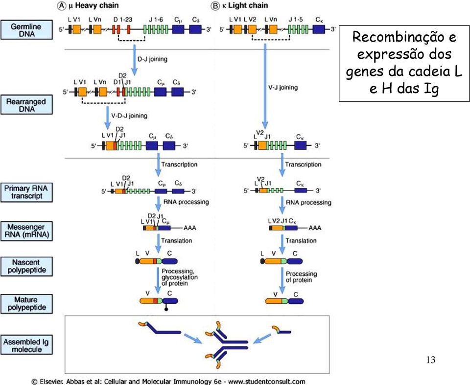 genes da