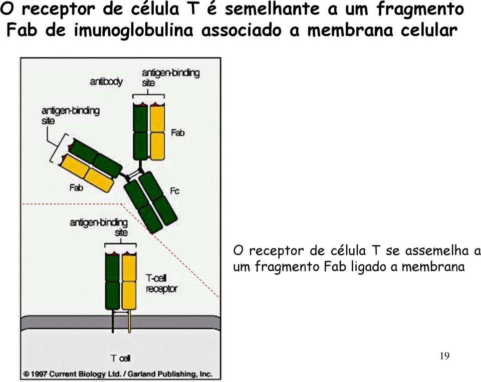 membrana celular O receptor de célula T se