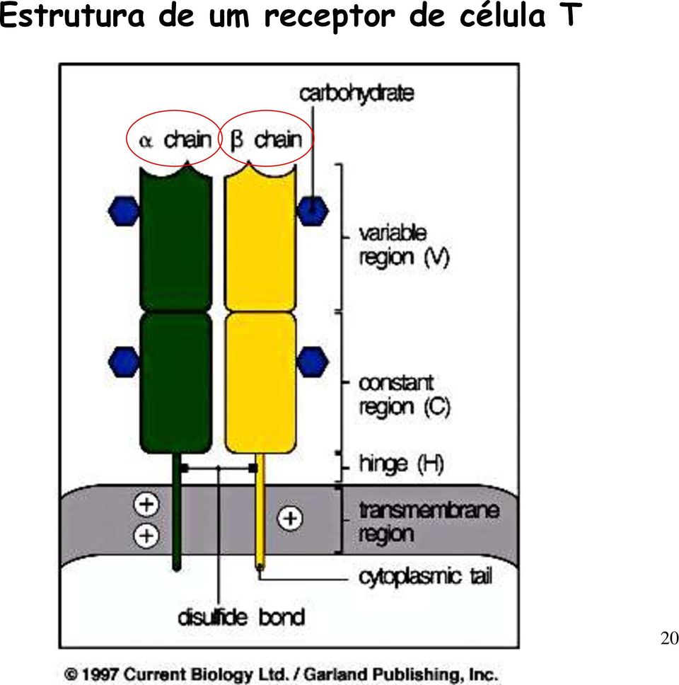 receptor