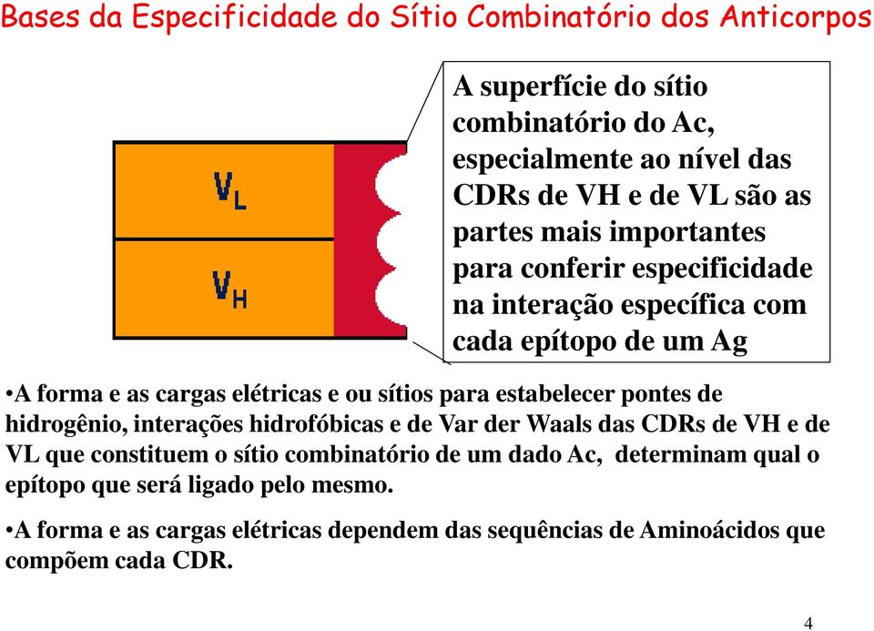 sítios para estabelecer pontes de hidrogênio, interações hidrofóbicas e de Var der Waals das CDRs de VH e de VL que constituem o sítio combinatório de