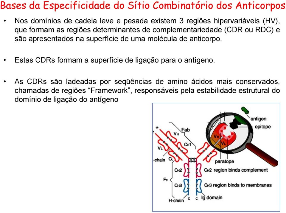 de uma molécula de anticorpo. Estas CDRs formam a superfície de ligação para o antígeno.