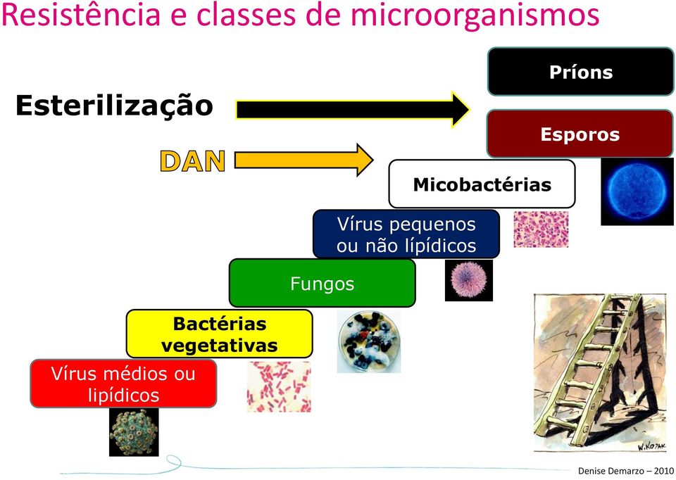 pequenos ou não lípídicos Micobactérias