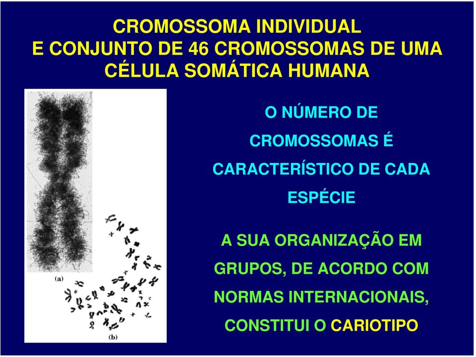 CARACTERÍSTICO DE CADA ESPÉCIE A SUA ORGANIZAÇÃO EM