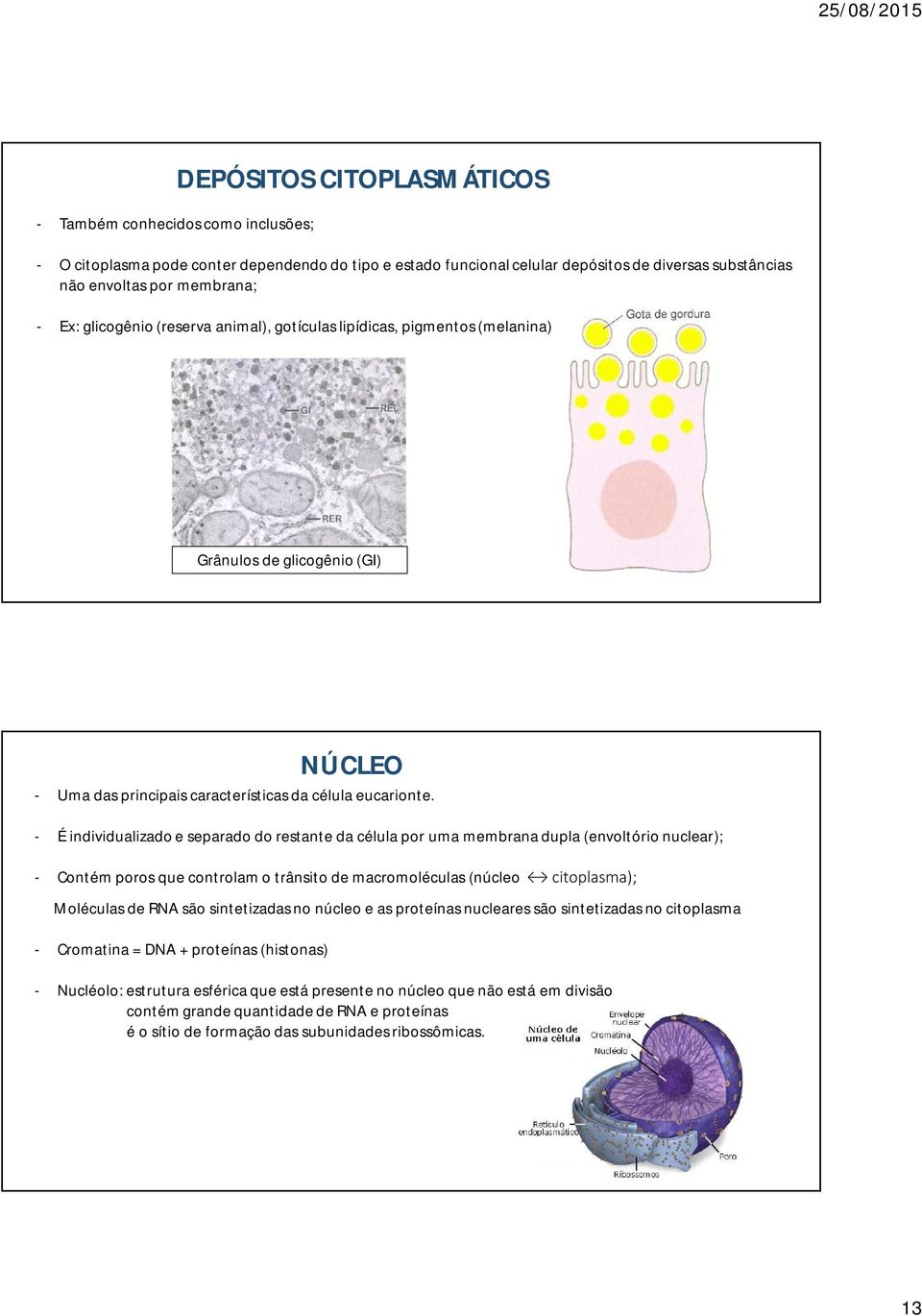 - É individualizado e separado do restante da célula por uma membrana dupla (envoltório nuclear); - Contém poros que controlam o trânsito de macromoléculas (núcleo citoplasma); Moléculas de RNA são