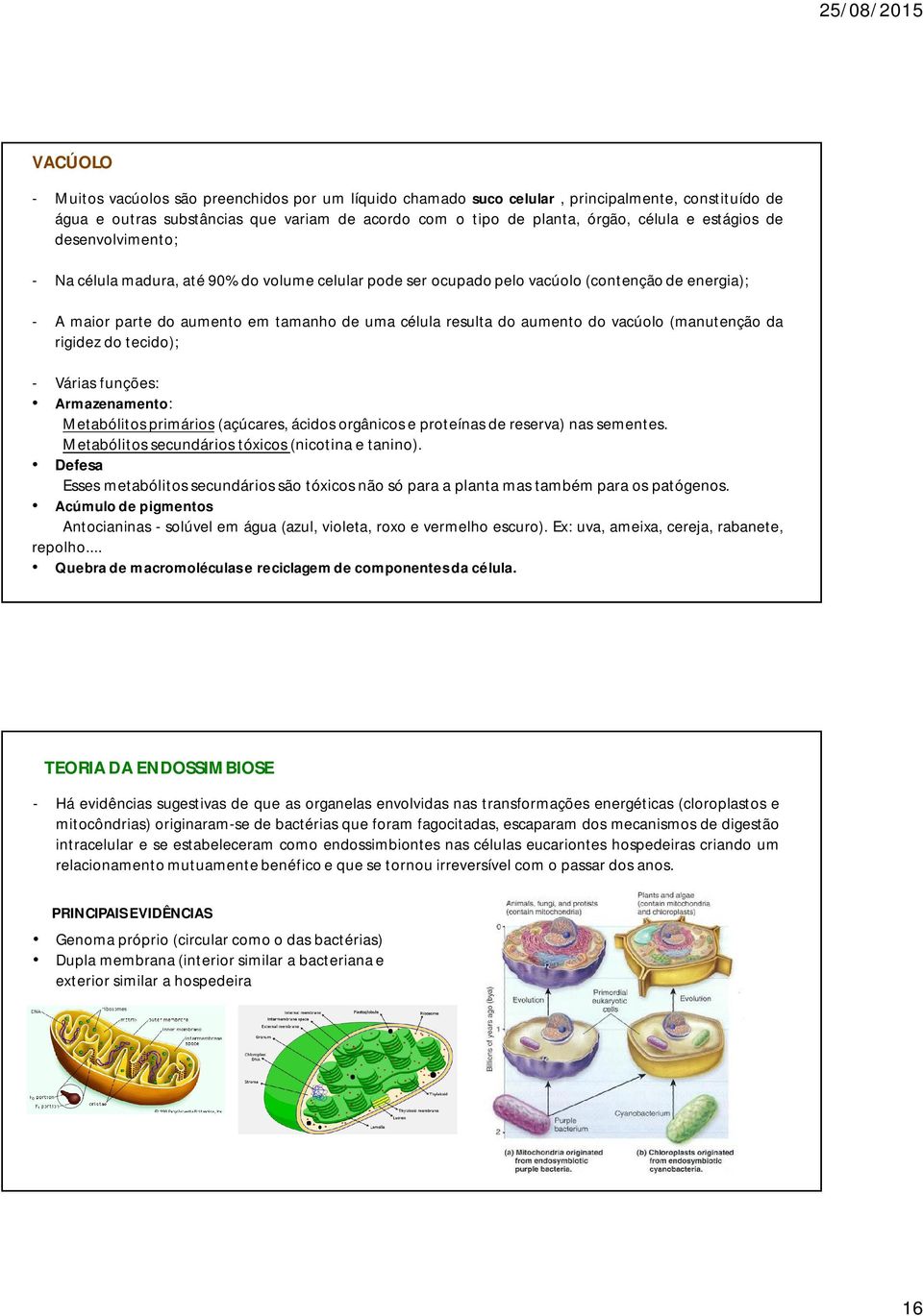 do vacúolo (manutenção da rigidez do tecido); - Várias funções: Armazenamento: Metabólitos primários (açúcares, ácidos orgânicos e proteínas de reserva) nas sementes.