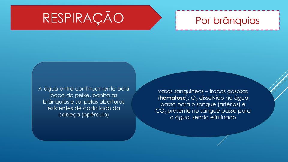 (opérculo) vasos sanguíneos trocas gasosas (hematose): O 2 dissolvido na água