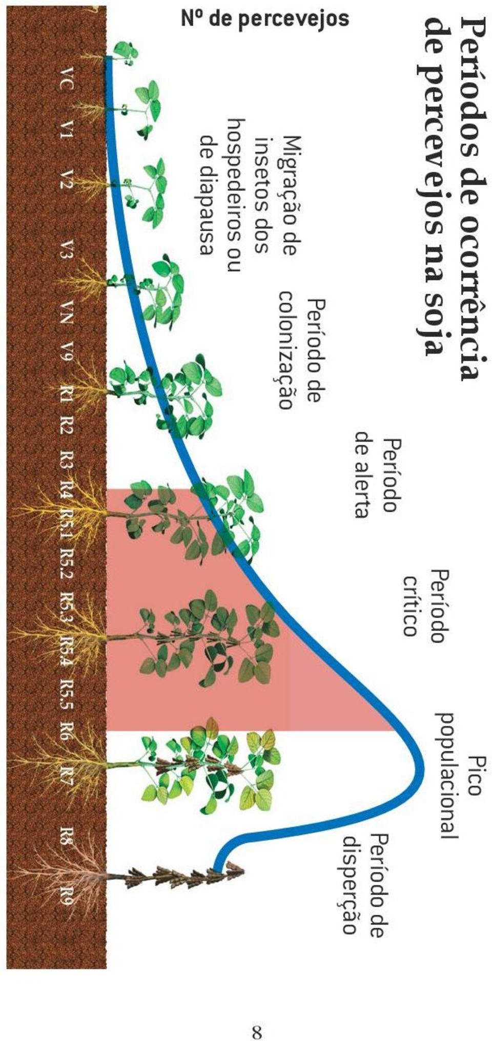 5 R6 R7 R8 R9 Nº de percevejos Período de Migração de colonização