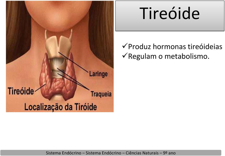 hormonas