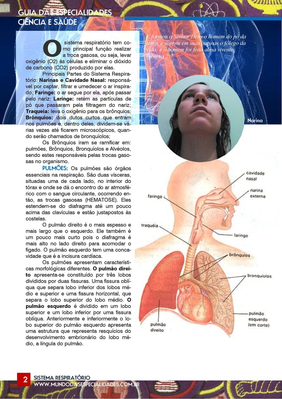 Principais Partes do Sistema Respiratório: Narinas e Cavidade Nasal: responsável por captar, filtrar e umedecer o ar inspirado; Faringe: o ar segue por ela, após passar pelo nariz; Laringe: retém as