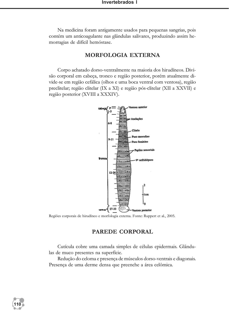 Divisão corporal em cabeça, tronco e região posterior, porém atualmente divide-se em região cefálica (olhos e uma boca ventral com ventosa), região preclitelar; região clitelar (IX a XI) e região