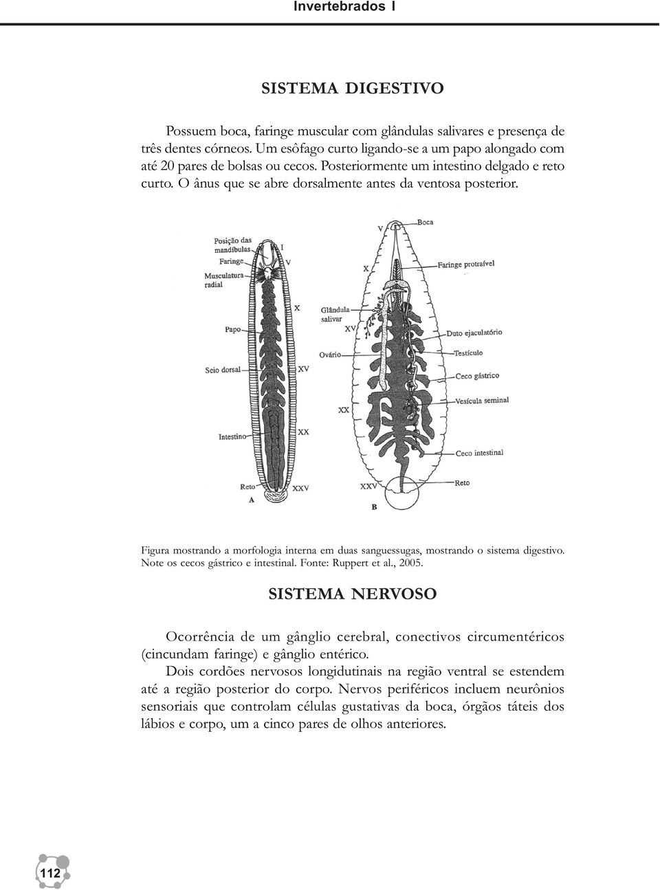 Figura mostrando a morfologia interna em duas sanguessugas, mostrando o sistema digestivo. Note os cecos gástrico e intestinal. Fonte: Ruppert et al., 2005.