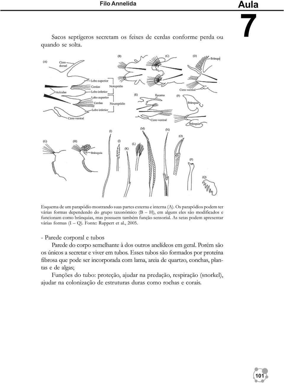 As setas podem apresentar várias formas (I Q). Fonte: Ruppert et al., 2005. - Parede corporal e tubos Parede do corpo semelhante à dos outros anelídeos em geral.