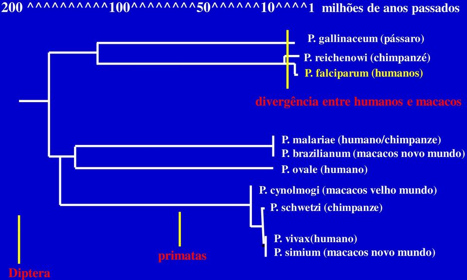 malariae (humano/chimpanze) P. brazilianum (macacos novo mundo) P. ovale (humano) P.
