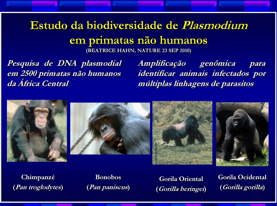 genômica para identificar animais infectados por múltiplas linhagens de parasitos Chimpanzé (Pan