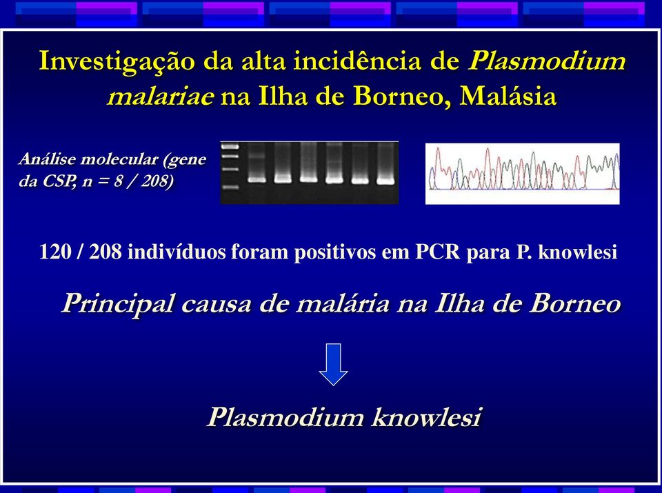 208) 120 / 208 indivíduos foram positivos em PCR para P.