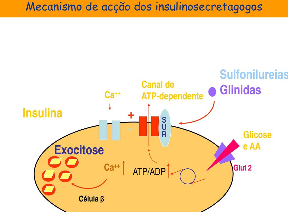 ++ Ca ++ + - Canal de K + ATP-dependente S U R