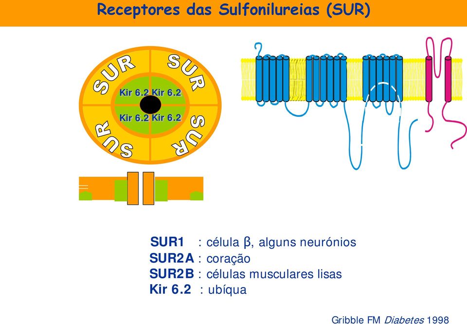 2 SUR1 : célula β, alguns neurónios SUR2A :