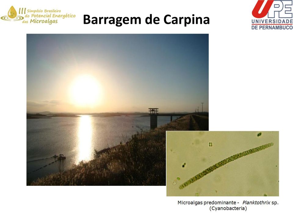 Carpina