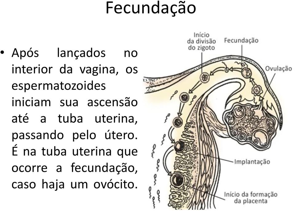 uterina, passando pelo útero.