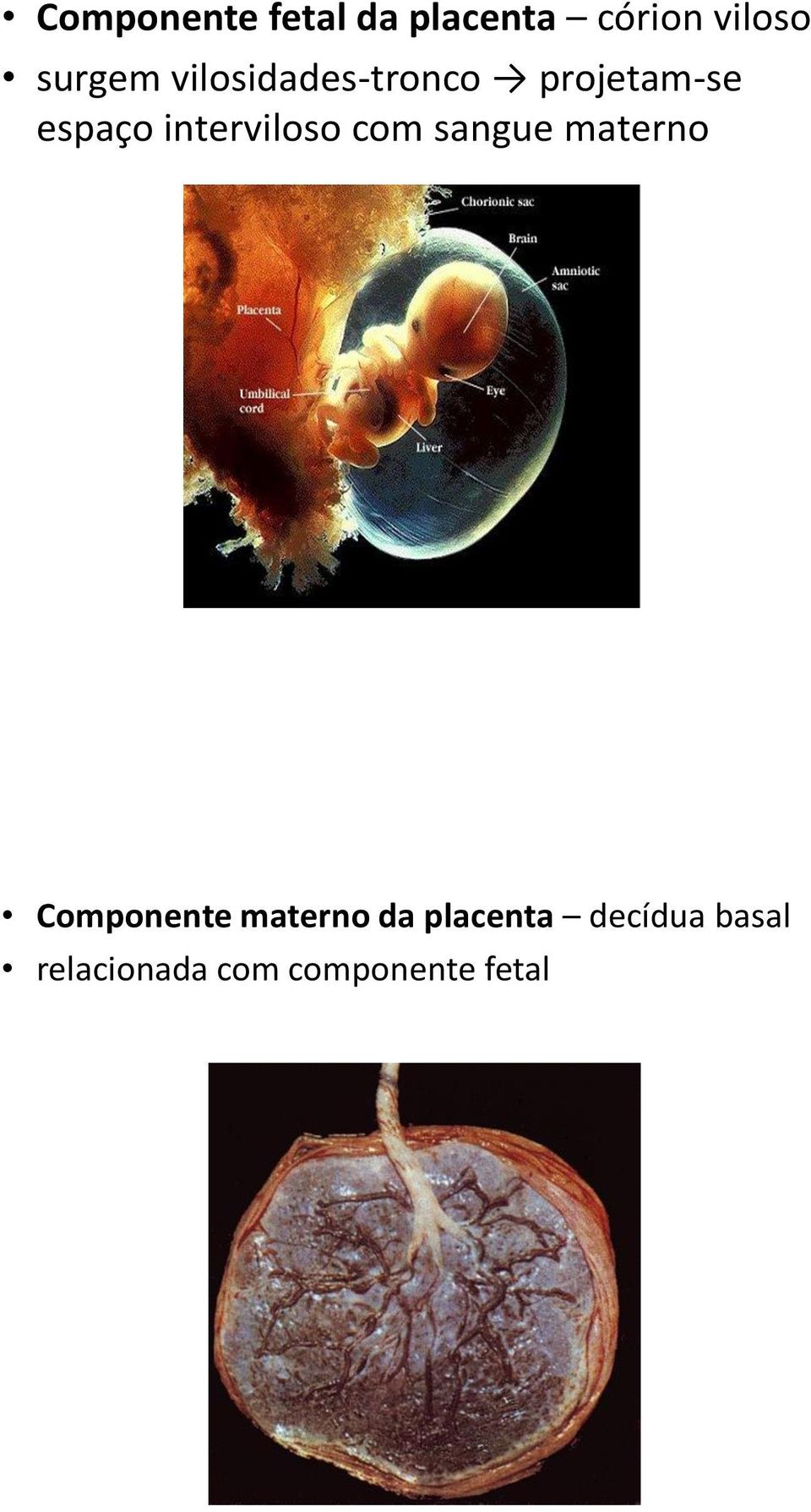 com sangue materno Componente materno da placenta