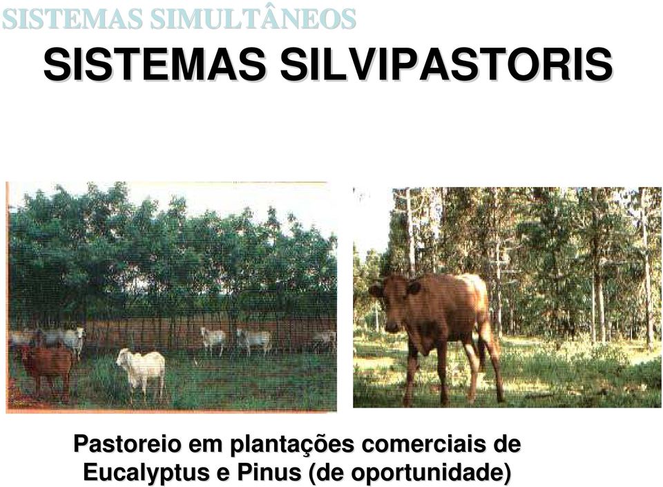 plantações comerciais de