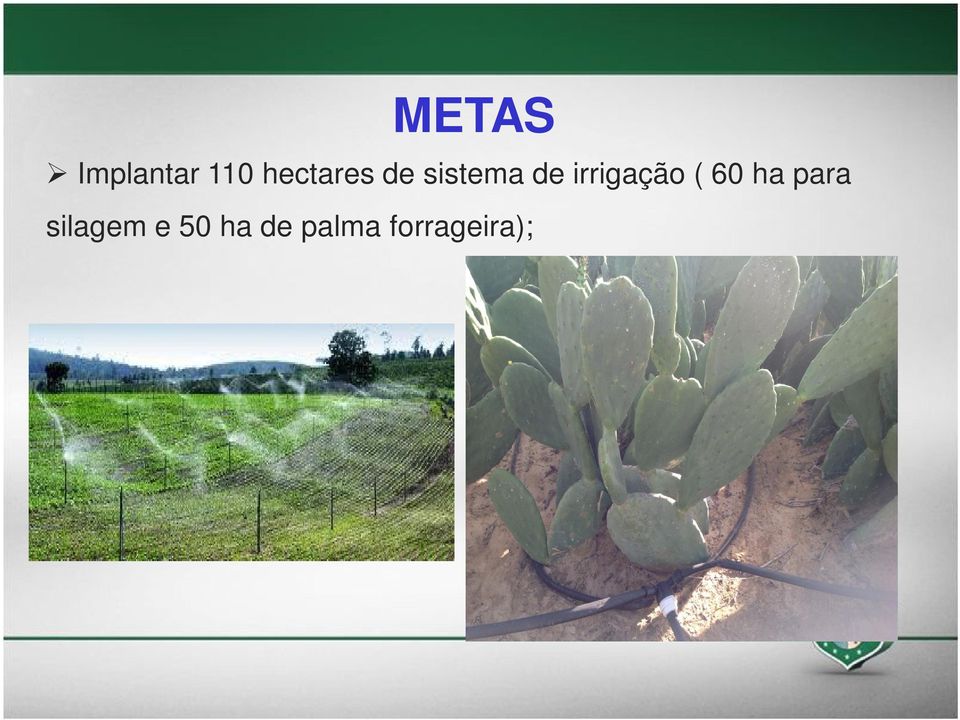 irrigação ( 60 ha para