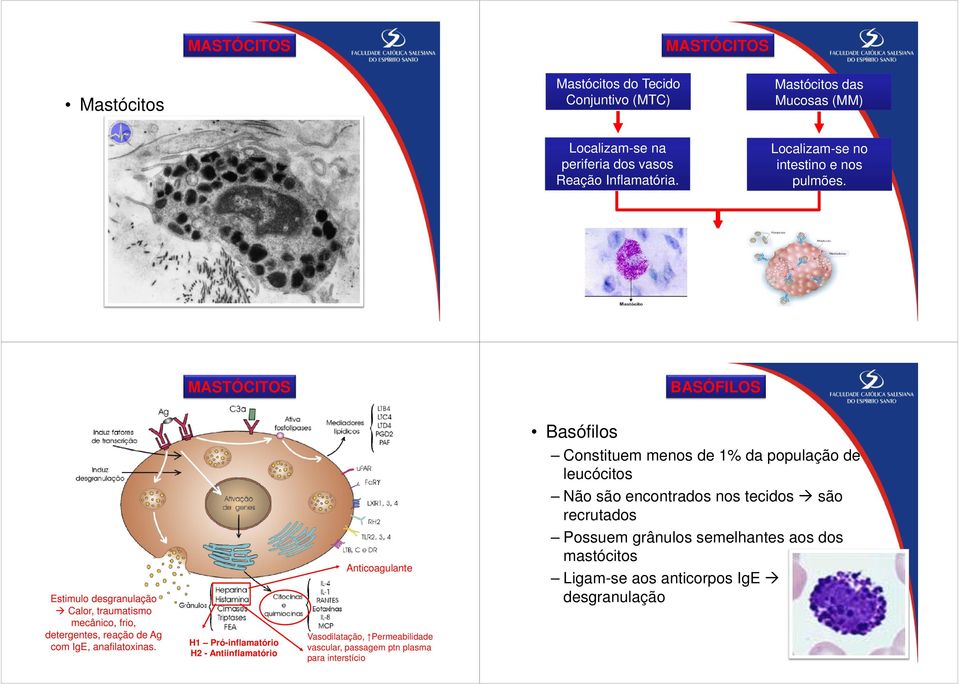 MASTÓCITOS BASÓFILOS Basófilos Anticoagulante Estimulo desgranulação Calor, traumatismo mecânico, frio, detergentes, reação de Ag com IgE, anafilatoxinas.