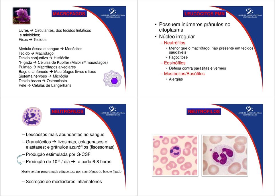 Sistema nervoso Micróglia Tecido ósseo Osteoclasto Pele Células de Langerhans NEUTRÓFILOS Leucócitos mais abundantes no sangue Granulócitos lizosimas, colagenases e elastases; e grânulos azurófilos