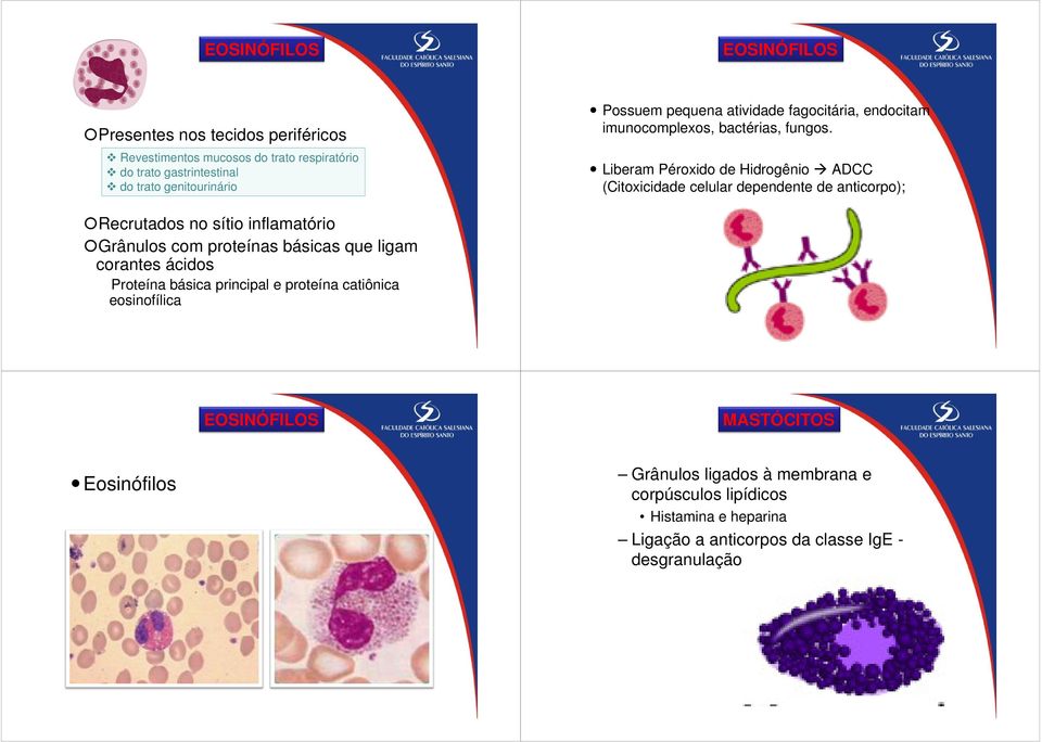 Liberam Péroxido de Hidrogênio ADCC (Citoxicidade celular dependente de anticorpo); Recrutados no sítio inflamatório Grânulos com proteínas básicas que