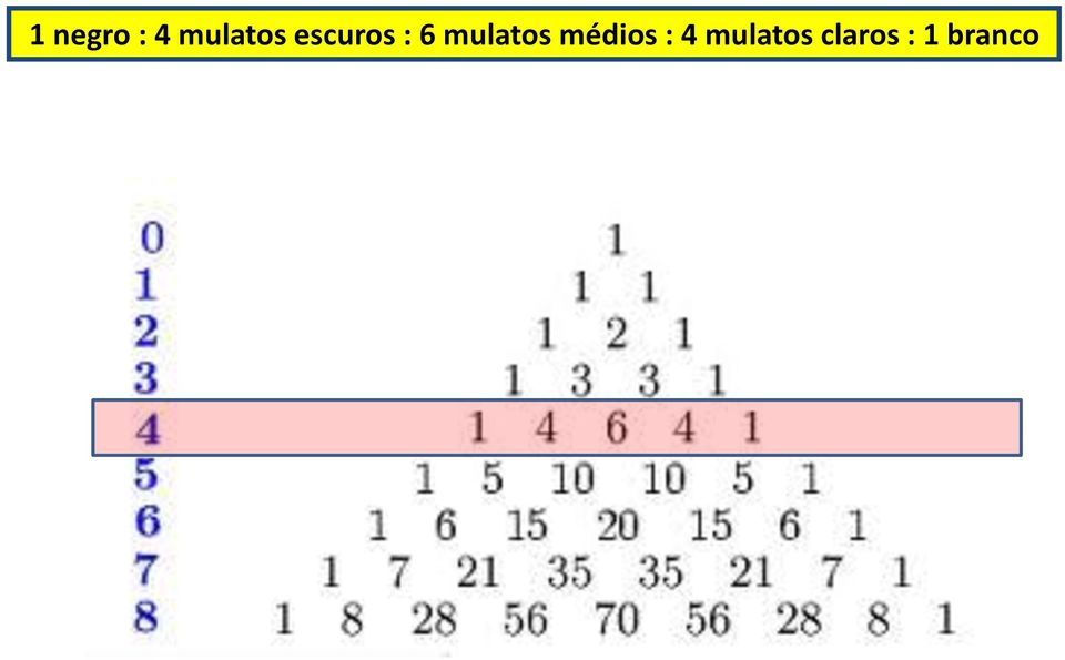 6 mulatos médios :