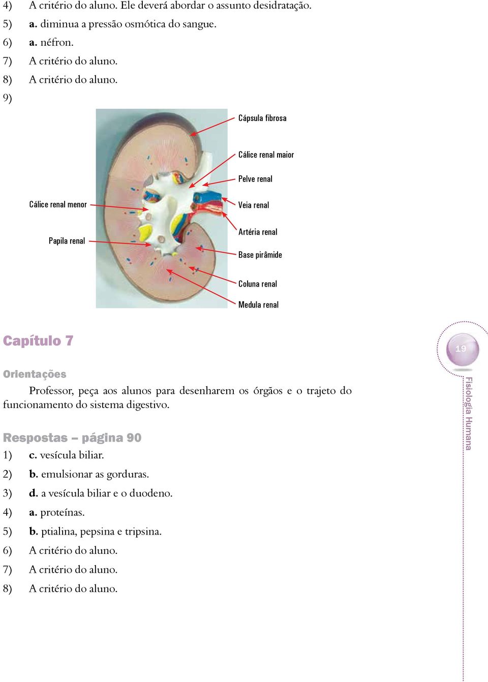 renal Capítulo 7 19 Professor, peça aos alunos para desenharem os órgãos e o trajeto do funcionamento do sistema digestivo.