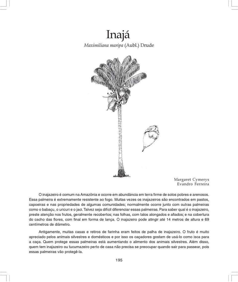 Muitas vezes os inajazeiros são encontrados em pastos, capoeiras e nas propriedades de algumas comunidades; normalmente ocorre junto com outras palmeiras como o babaçu, o uricuri e o jaci.