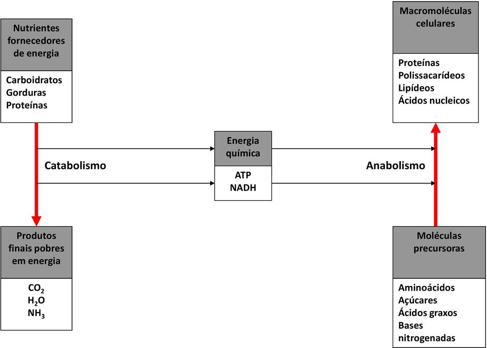 Catabolismo Energia química ATP NADH Anabolismo Produtos finais pobres em