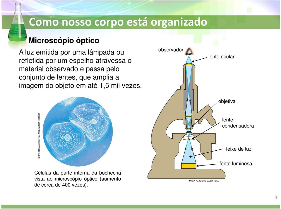 observador lente ocular objetiva BIOPHOTO ASSOCIATES / ARQUIVO DA EDITORA Células da parte interna da