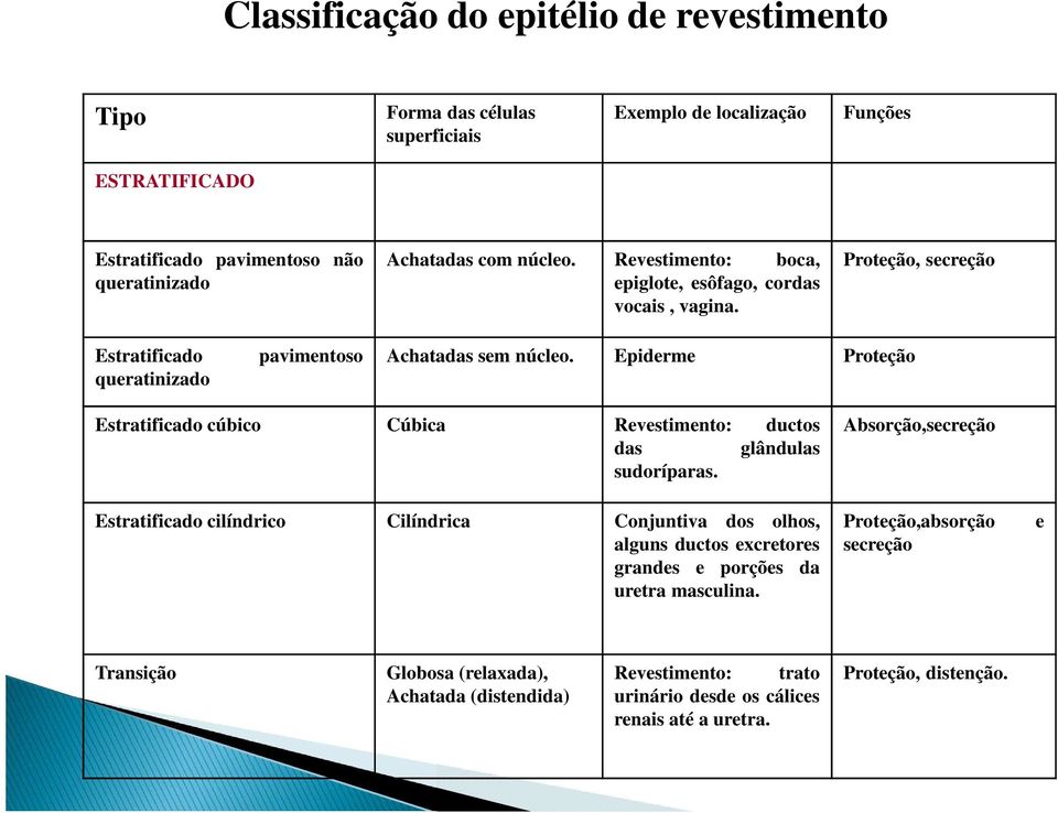 Epiderme Proteção Estratificado cúbico Cúbica Revestimento: ductos das glândulas sudoríparas.
