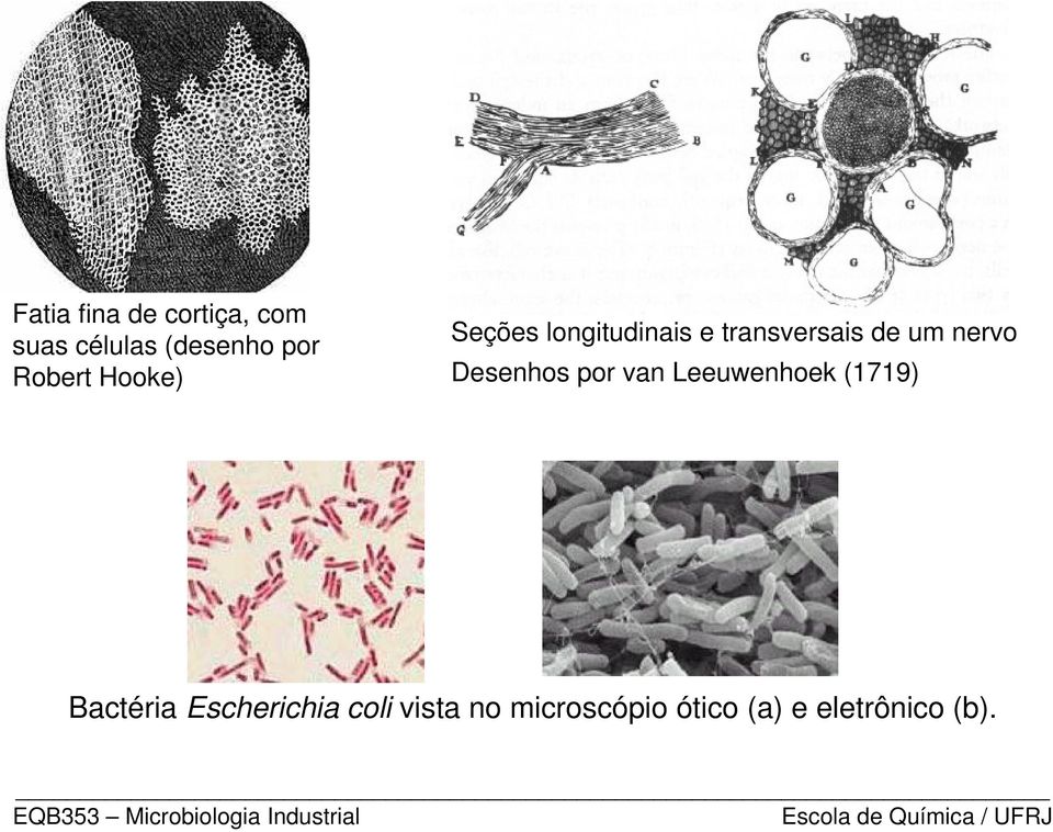 nervo Desenhos por van Leeuwenhoek (1719) Bactéria