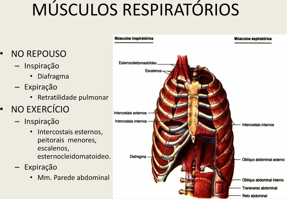 Inspiração Intercostais esternos, peitorais menores,