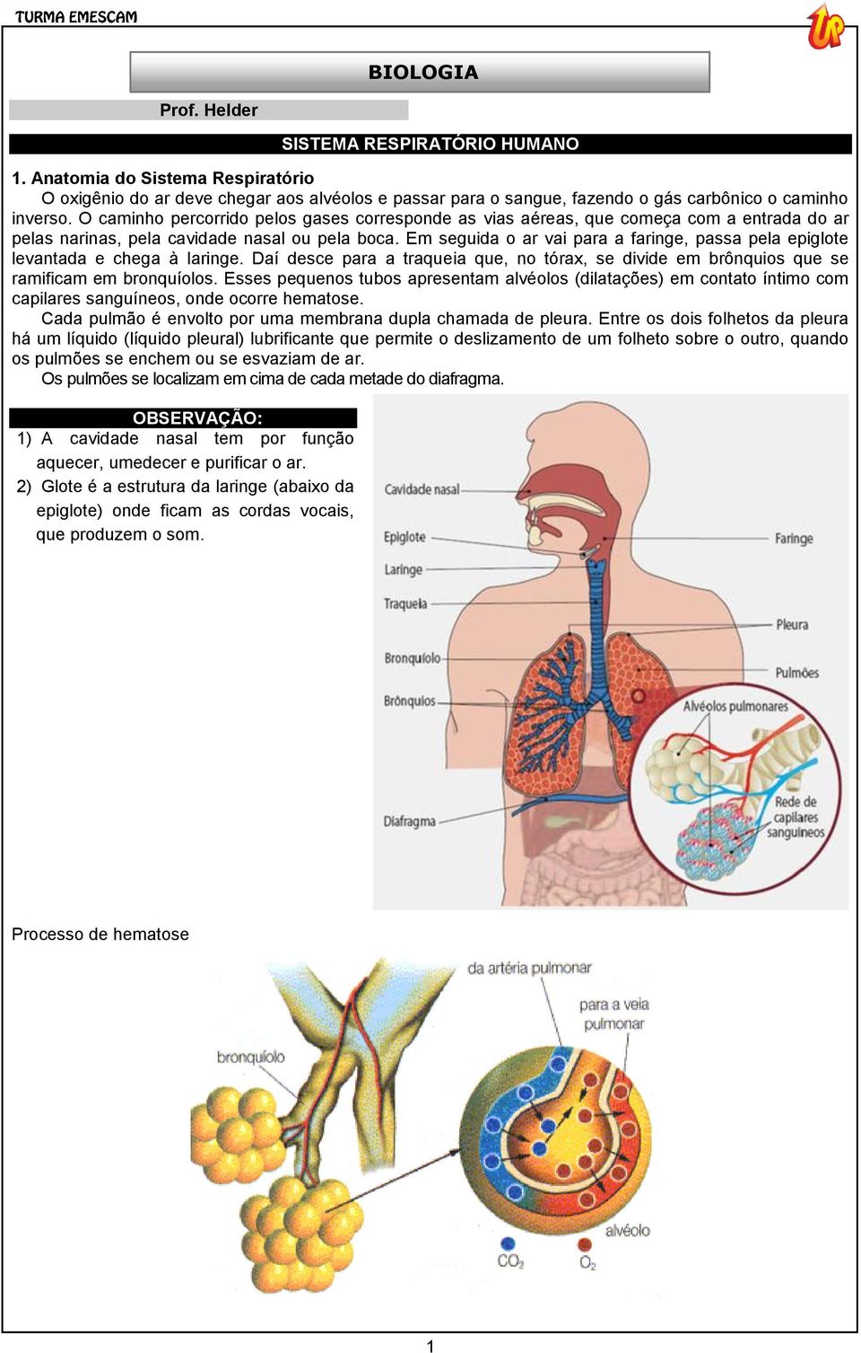 Em seguida o ar vai para a faringe, passa pela epiglote levantada e chega à laringe. Daí desce para a traqueia que, no tórax, se divide em brônquios que se ramificam em bronquíolos.